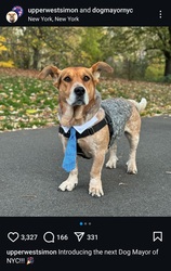 Simon for NYC dog Mayor